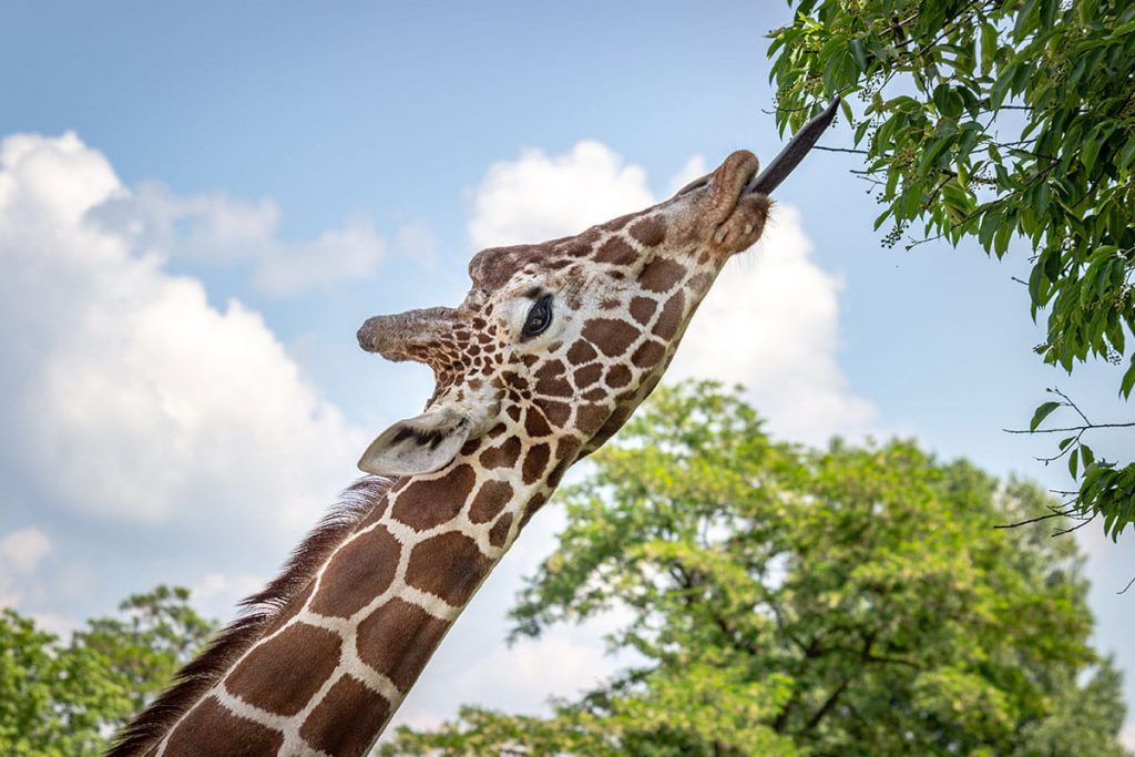 san diego safari park encounters