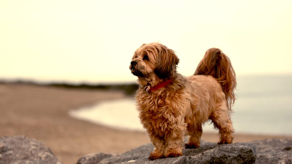 Tops Spots for Dogs in La Jolla