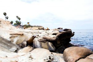 La Jolla Cove is becoming a sea lion cesspool