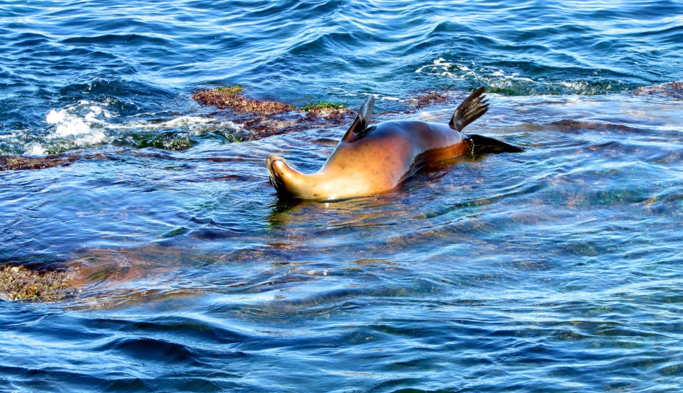 San Diego Closes Point La Jolla Beach to Protect Sea Lions From People -  The New York Times