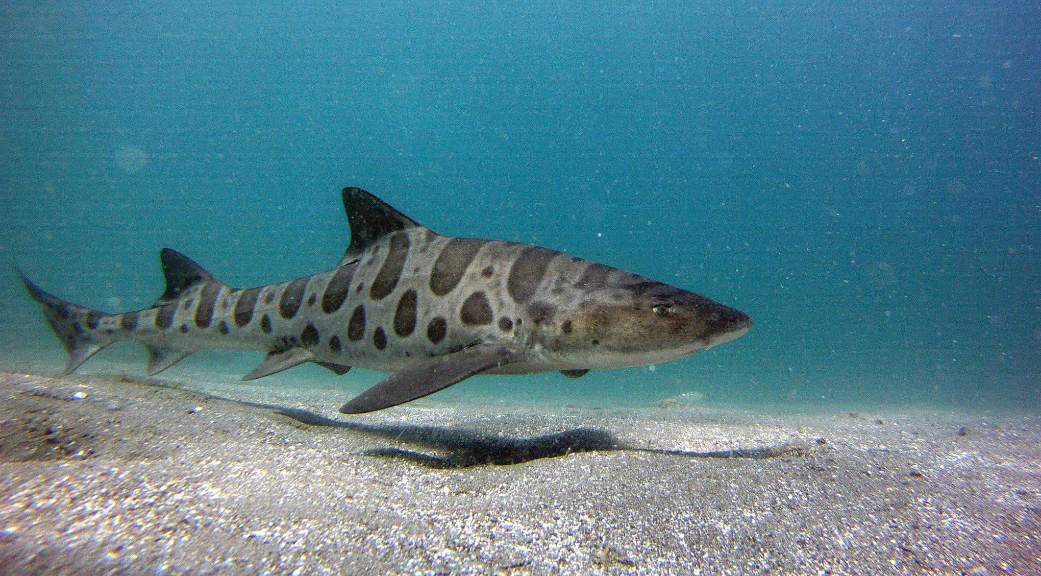 Leopard Sharks Visit The Shores of La Jolla