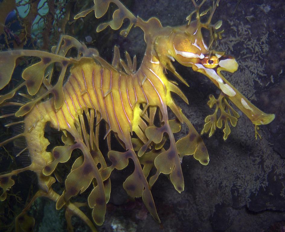 5 Weirdest Sea Creatures You’ll See at the Birch Aquarium - LaJolla.com