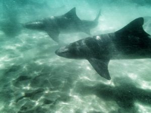 la jolla snorkeling