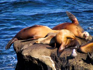 La Jolla Seals: The first seal pup of 2017 has been born! — Local Wally's  Guide to San Diego