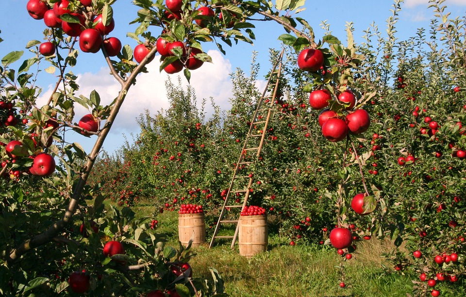 Volcan Valley Apple Farm