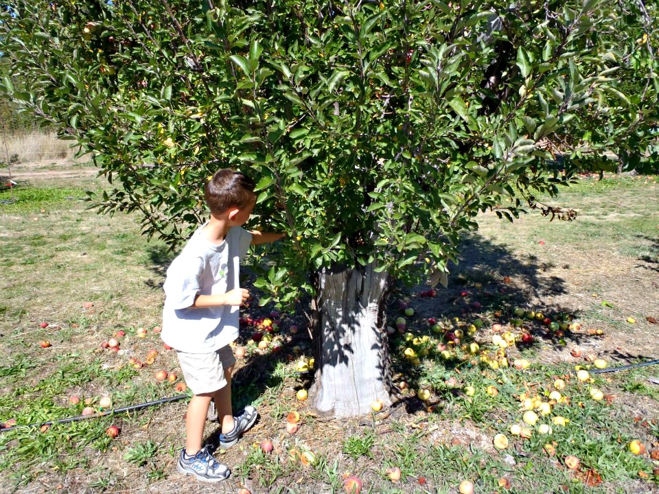 Where to Go Apple Picking in San Diego