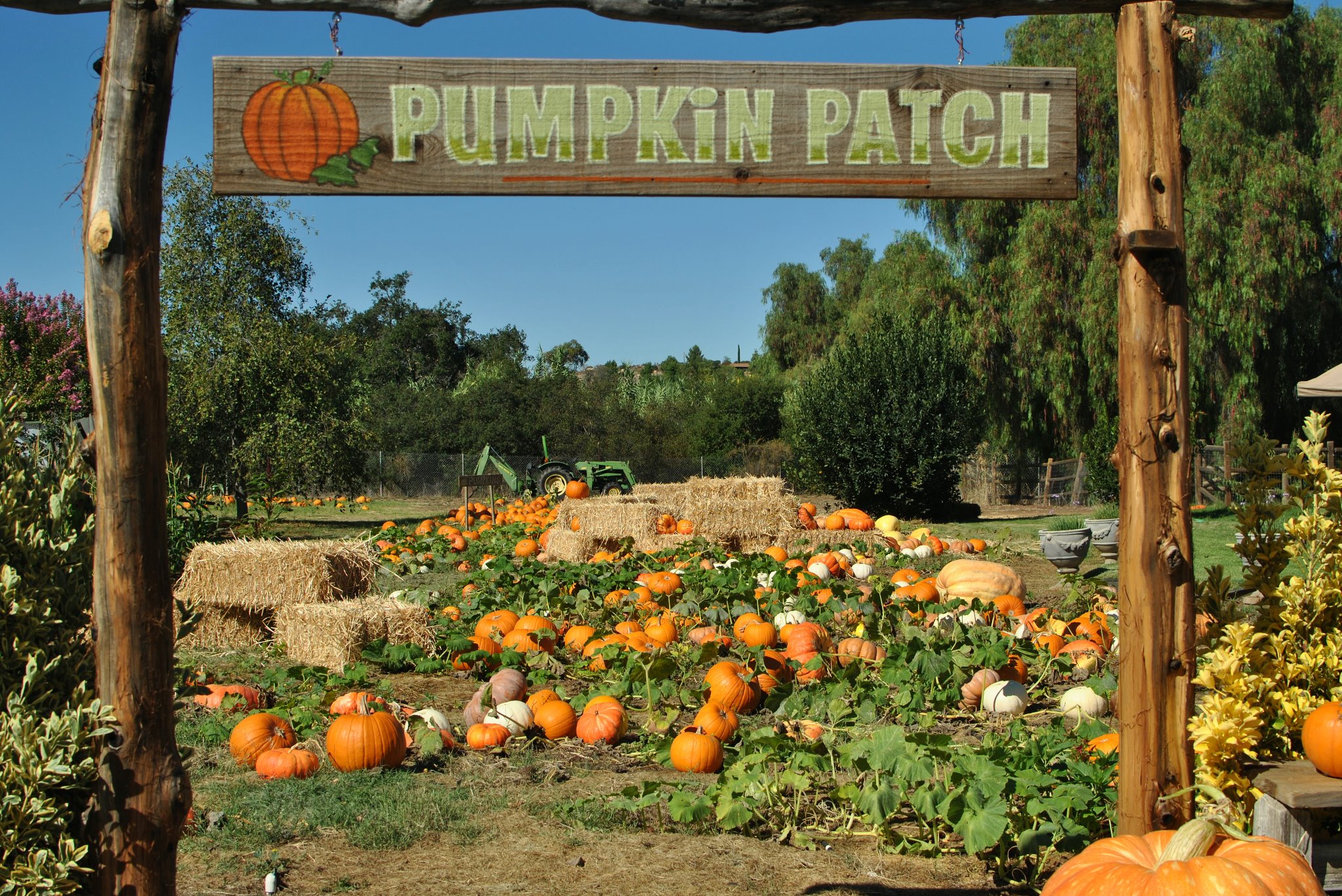 Where to Find the Best Pumpkin Patches in San Diego in 2024