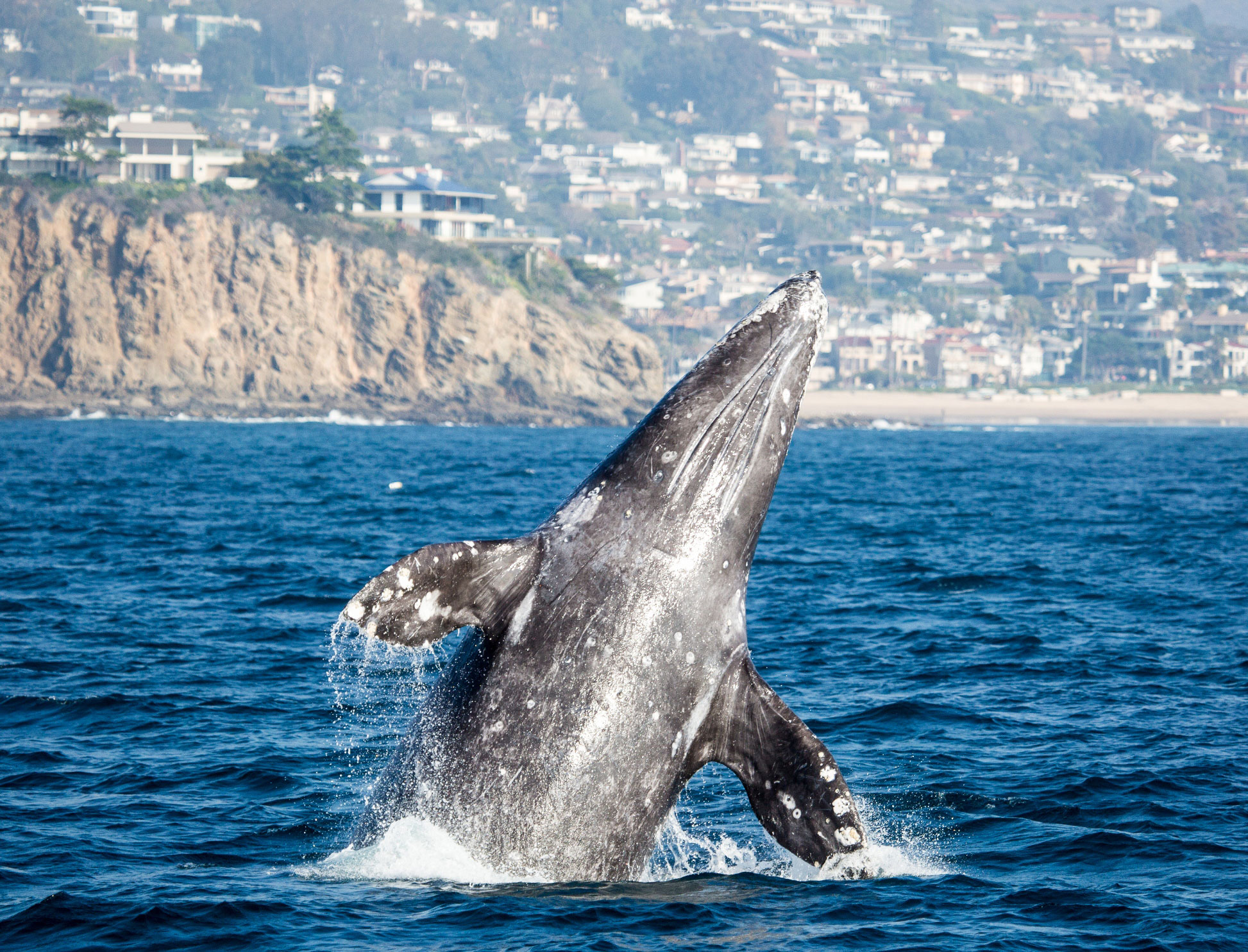 whale watching tours california