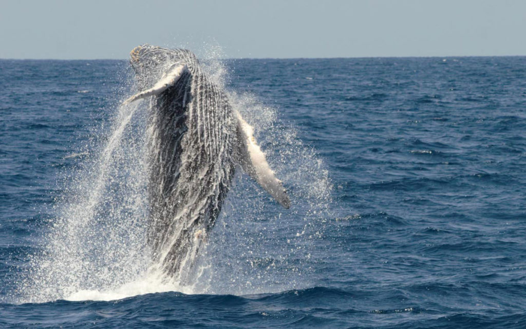 Best Whale Watching In San Diego Where And When To Go 9048