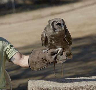 1605_san_diego_zoo_safari_park_attraction_near_la_jolla