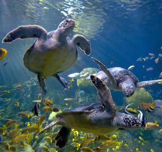 1605_sea-world-san-diego-la-jolla-turtles