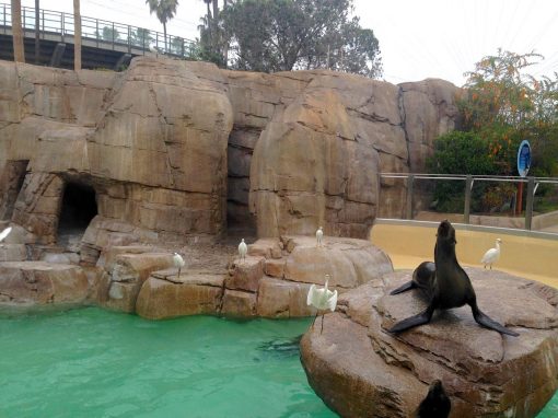 Visit Sea World San Diego Theme Park