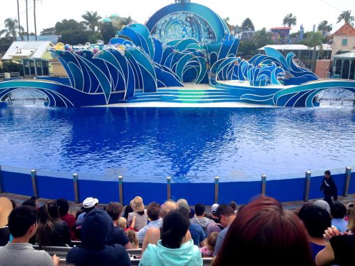 The Dolphin Show at SeaWorld San Diego: Everything You Need to