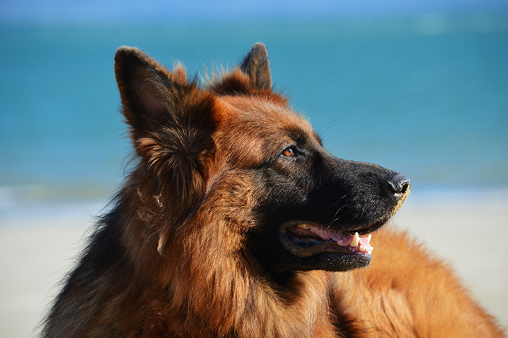 Dog looking at a dog park