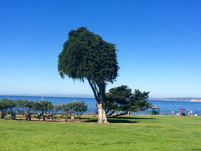 The 'Truffula Tree' a.k.a The 'Lorax Tree' overlooking the coves of La Jolla prior to it's collapse in June of 2019.