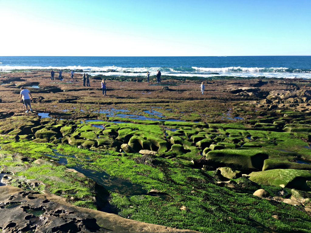 Complete Guide to the La Jolla Tide Pools