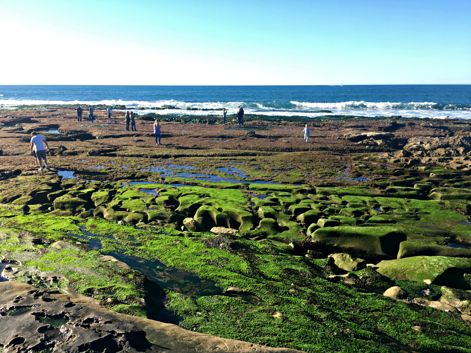 la jolla tidal pools