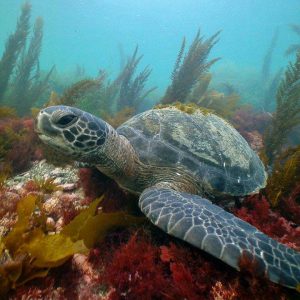 Why Snorkeling in La Jolla Should Be at the Top of Your Bucket List