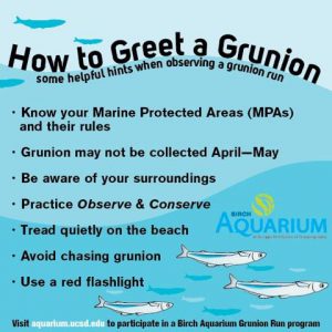 It's Grunion Run Season! 5 Things to Know Before You Go