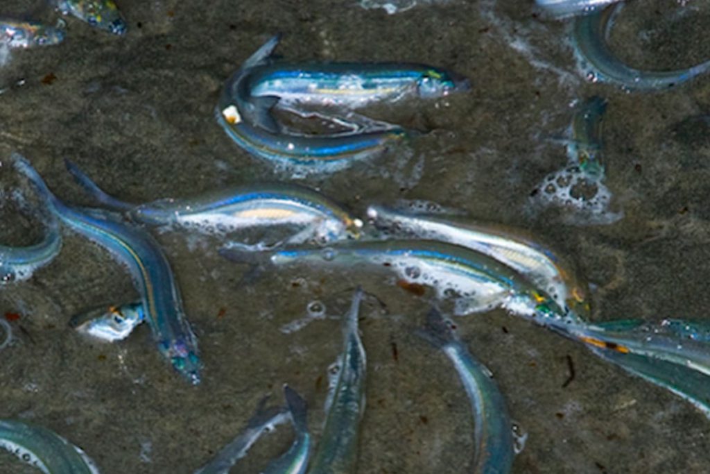 It's Grunion Run Season! 5 Things to Know Before You Go