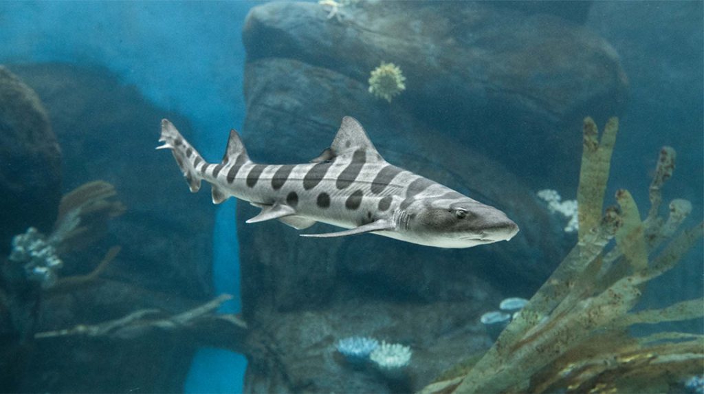 leopard shark