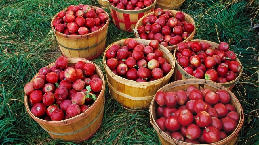 Organic Fuji Apples, San Diego Grown Fuji Apples