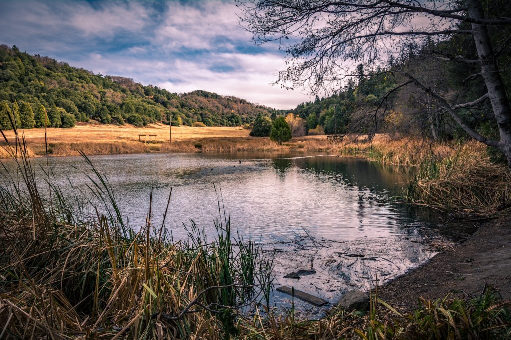 Palomar Mountain State Park