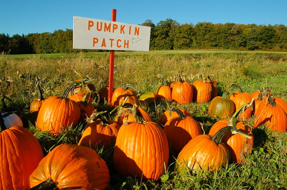 Where to Find the Best Pumpkin Patches in San Diego
