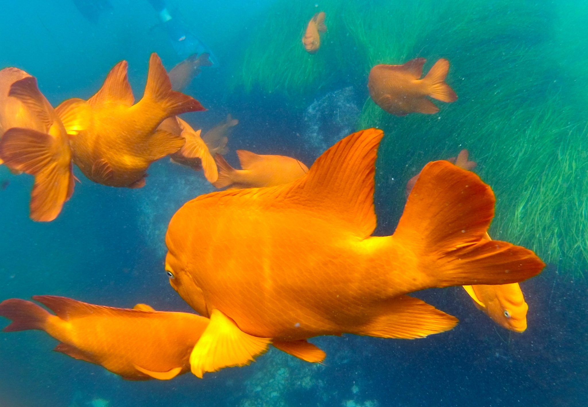 Snorkeling in La Jolla 6 Things to Know Before You Go