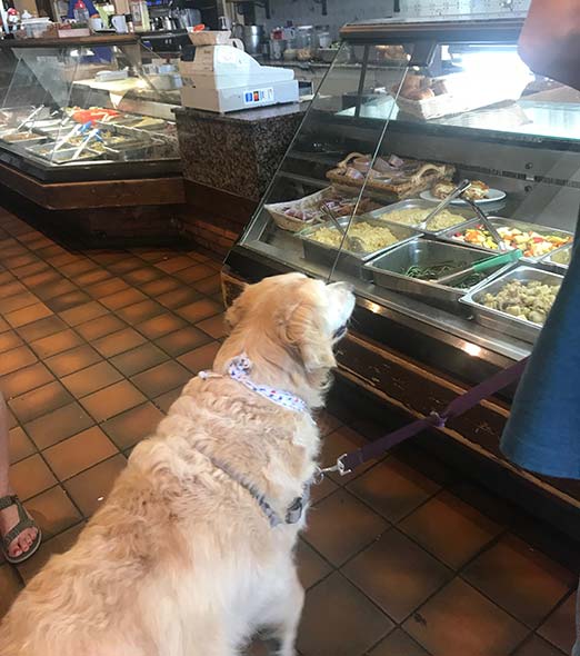 Girard Gourmet is dog friendly