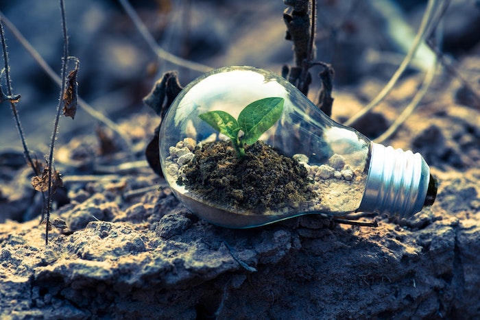 Plant growing in a recycled lightbulb, signifying eco-friendly