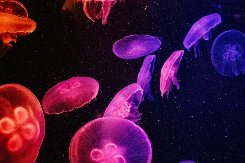 Jellyfish in an aquarium