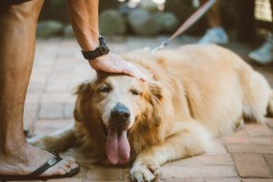 Dog-friendly hotels in San Diego