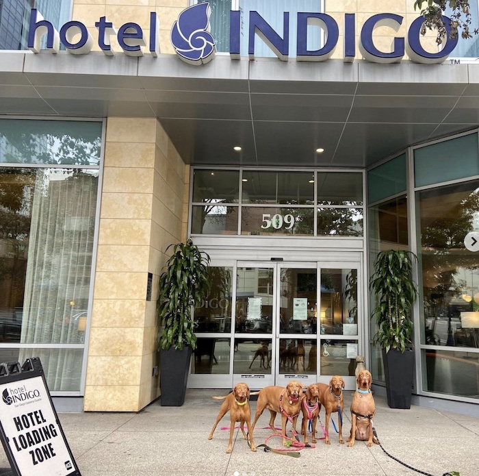 Dogs in front of Hotel Indigo.