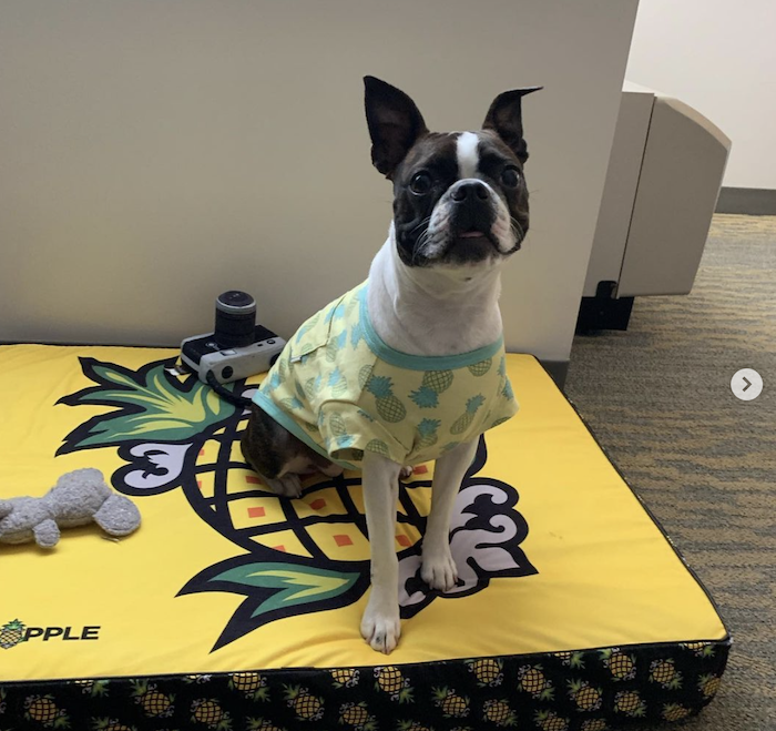 A dog staying at the Staypineapple Hotel in San Diego