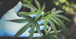Dispensaries in San Diego