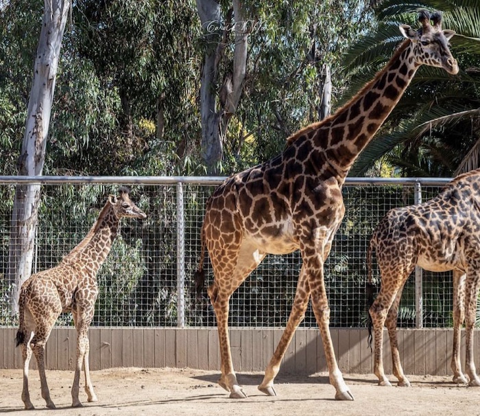 Giraffes at the San Diego zoo