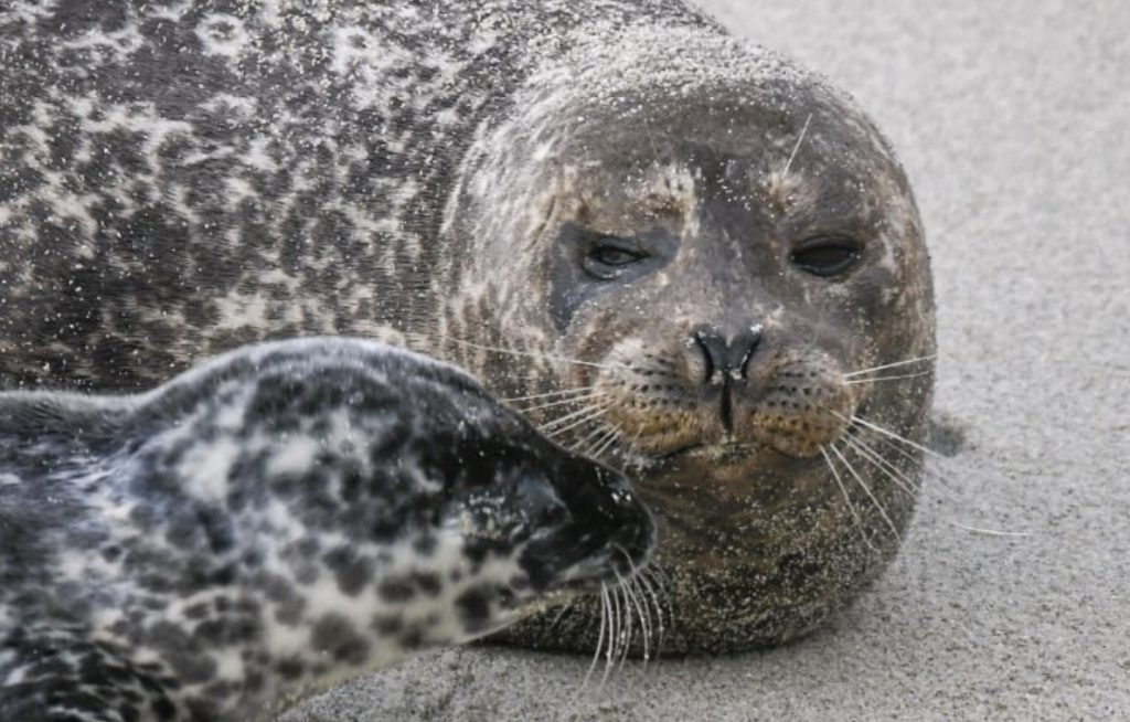 Seals at La Jolla Cove