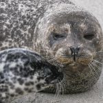 Seals at La Jolla Cove