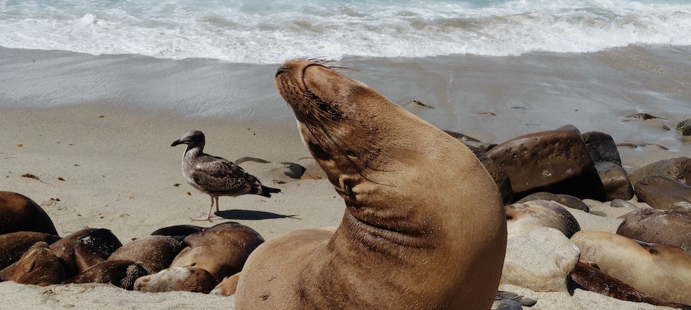 Seals And Birds 'Reek' Havoc At La Jolla Cove