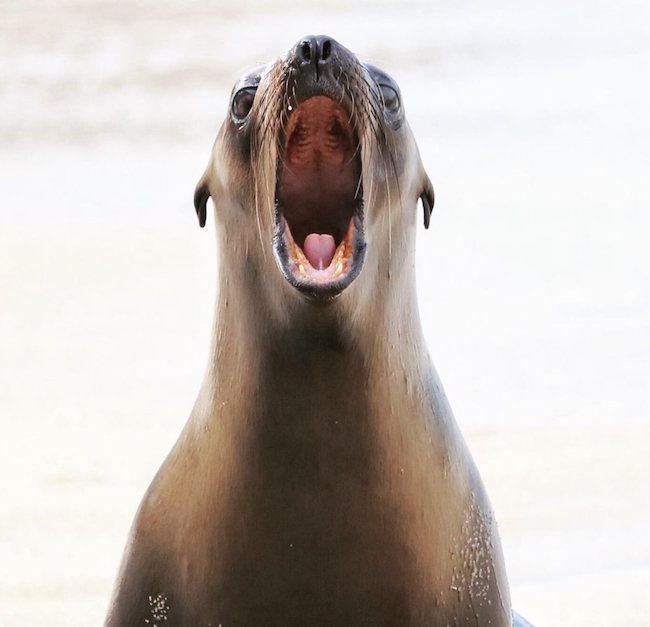 A La Jolla Sea Lion