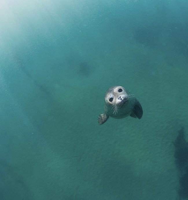 Baby Seal