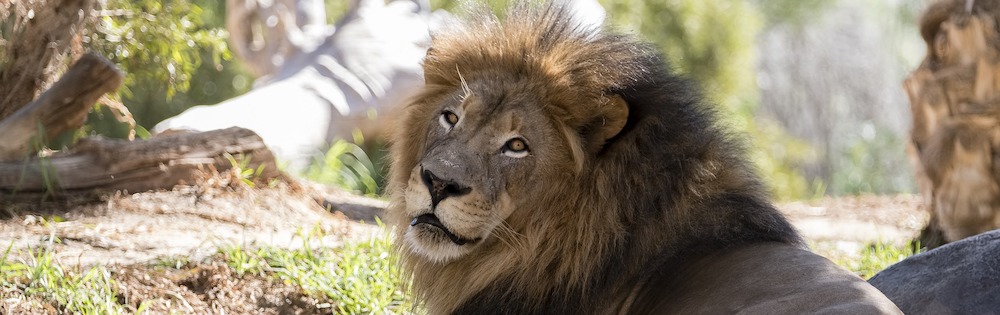 A lion at the San Diego Zoo