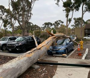 Another Eucalyptus Tree Falls at UCSD, Totals a Student's Car