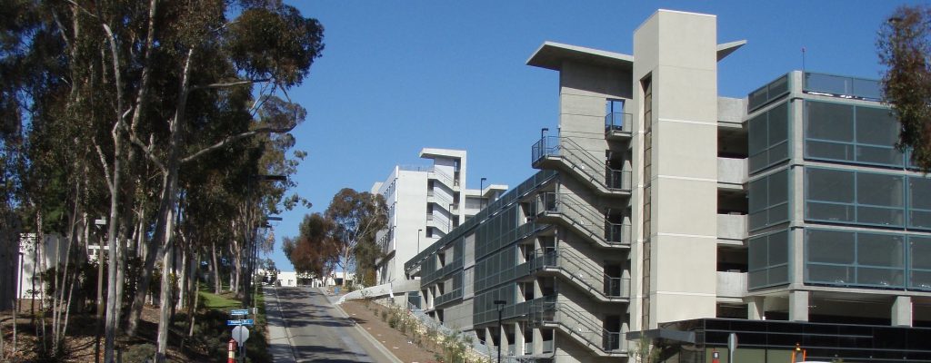 Eucalyptus trees on the UCSD campus