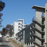 Eucalyptus trees on the UCSD campus