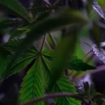 Growing marijuana from seeds in San Diego