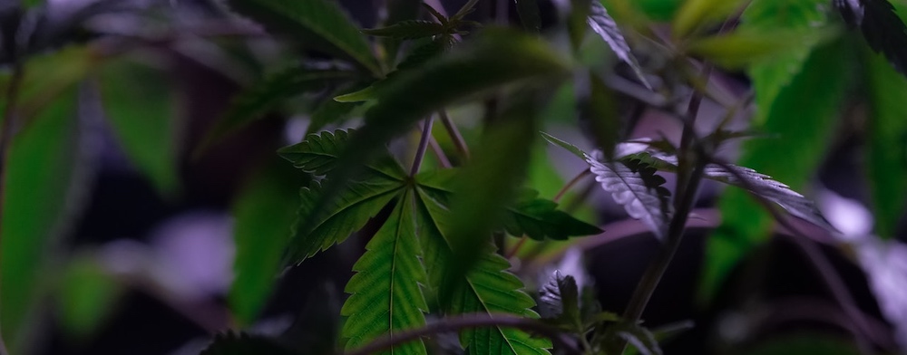 Growing marijuana from seeds in San Diego
