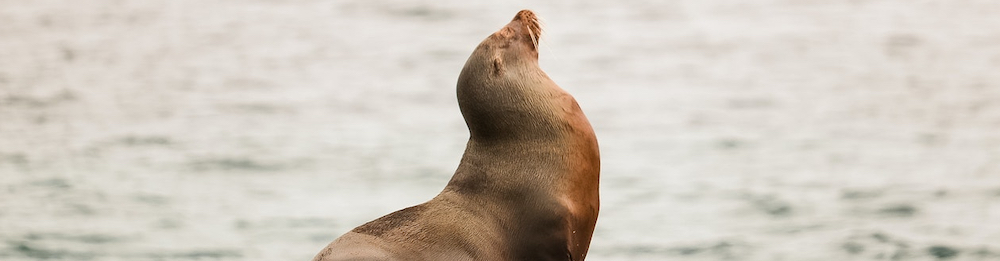 Sea lion in Point Loma