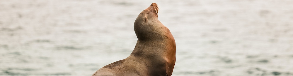 Sea Lions and Seals at La Jolla beach in San Diego, California 2018 